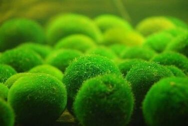 См) 1 Nano Marimo безкоштовно., 5 Giant Living Marimo Moss Balls ( 5,1