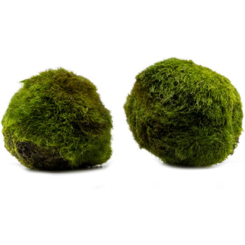 Мохові кульки (2 шт.) - кульки водоростей, Aegagropila linnaei - Chladophora aegagropila, чудова водна рослина для акваріумів і акваріумів, невибаглива, декоративна і повільно зростаюча.