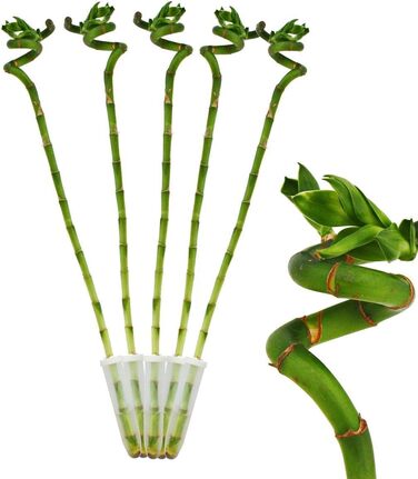 Набір з 5 Lucky Bamboo 'Лакі Бамбук - спіраль - в тубусі - Dracaena Sanderiana - висотою приблизно 40 см