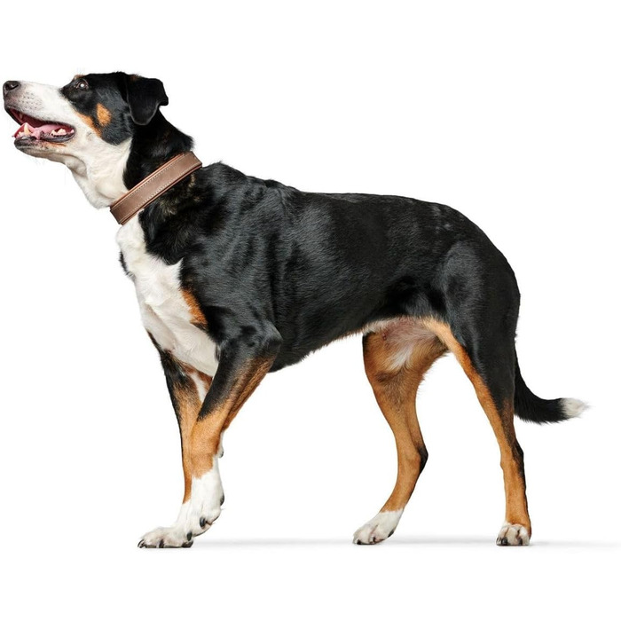 Нашийник для собак HUNTER PORTO, колір тиффані/коньяк, виготовлений з рослинно дубленої оливкової шкіри, особливо м'який та зручний, ніжний до шерсті та міцний, ручна робота, розмір 60 тиффані/коньяк 60