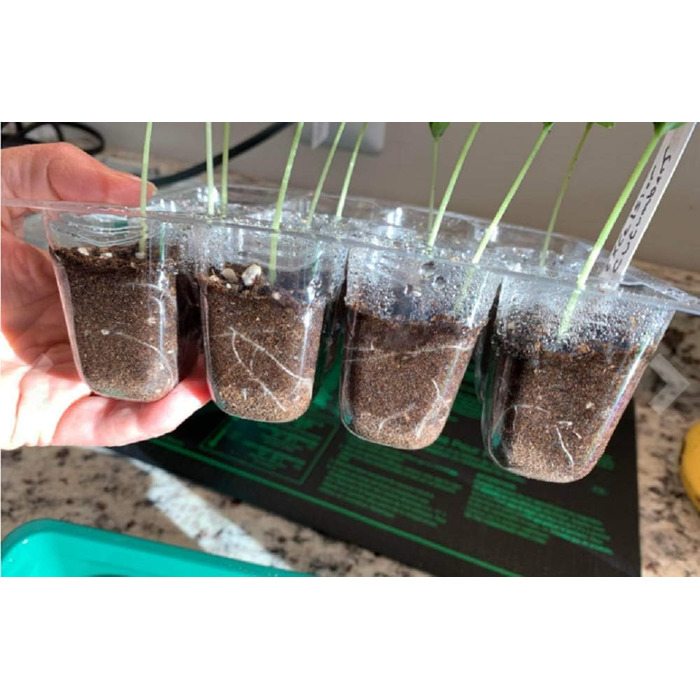 Теплиця для вирощування Feizeisun, 6 шт., 72 комірок, набір для міні-теплиці, міні-теплиця, ящик для вирощування в закритому приміщенні, піддон для вирощування теплиці з кришкою та вентиляцією для розсади, зелений