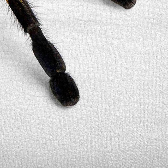 Ковдра з європейського тарантула, дитяча ковдра, ковдра на диван, плюшева ковдра, пухнаста м&39яка ковдра, покривало для дивана та кушетки, постільна білизна, вовняна ковдра - 150x180 см