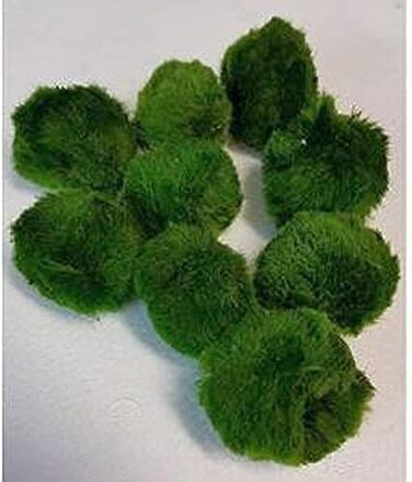 Кульок моху 2-3 см Cladophora Aegagrophila Dark Green TOP - Plant Кришталево чиста вода ідеальний додатковий фільтр також в акваріумі для креветок, 10