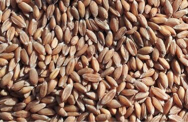 Подушка для шиї та шийного відділу хребта - шия плечі спина - коричнево-біла - подушка з органічної спельти - подушка для шиї з підігрівом - подушка з органічного зерна спельти для шиї та плечей