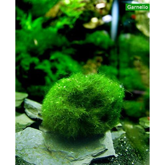 Розплідник - Garnelio 3 x куля моху - 3 см - Aegagrophila linnaei - біофільтр для акваріумів - вибір кількості